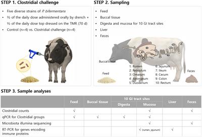 Effects of dosing non-toxigenic Clostridia on the bacterial populations and immunological responses in the intestinal tract of lactating dairy cows